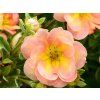 103904 3 peach