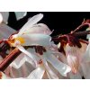 roseum