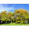 Gleditsia triacanthos Sunburst