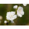 Prunus Taoflora White (2)