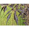 Fagus Midnight Feather (2)