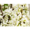 Cercis Shirobana (2)