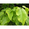 variegata