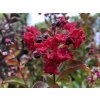 Lagerstroémie 'Dynamite'  Lagerstroemia indica 'Dynamite'