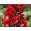 Lagerstroémie 'Dynamite'  Lagerstroemia indica 'Dynamite'