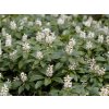 Pachysandra klasnatá - Pachysandra terminalis