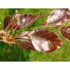 104447 2 purpurea