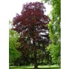 purpurea2
