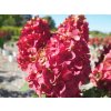 Hortenzie latnatá 'Fire Light'