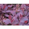 Ruj vlasatá 'Royal Purple'