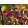 Acer Red Flamingo (2)