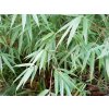 Fargesia dracocephala (rufa) Gartenbambus 11