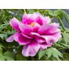 Paeonia Hanakisoi (1)