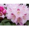 Rhododendron Bouzov (3)