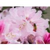 Rhododendron Bouzov (4)