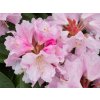 Rhododendron Bouzov (2)