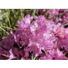 Rododendron 'Pintail'
