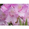 Rhododendron Lun�k (2)