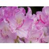 Rhododendron Lun�k (1)