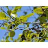 alnus2