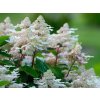 hydrangea paniculata hpopr018 pbr early harry 202 3