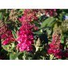 Buddleja Candy Little Ruby