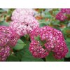 Hortenzie stromečkovitá BellaRagazza 'Mauvette'