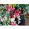 Pieris japonica FlamingSilver