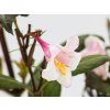 Weigela Vintage Love