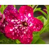 106469 petunia famous carmine sky petunia hybrida famous carmine sky
