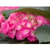 Hydrangea macrophylla Red Baron (1)