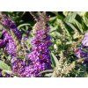 Buddleja Candy Little Purple
