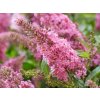 106838 little pink