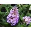 Komule Davidova 'Butterfly Candy Little Lila Sweetheart'
