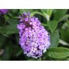 Komule Davidova 'Butterfly Candy Little Lila Sweetheart'