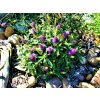 Komule Davidova 'Butterfly Candy Little Lila Sweetheart'