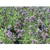 Levandule �zkolist� �Aromatico Blue� - Lavandula angustifolia 'Aromatico Blue' (Balen� kontejner)