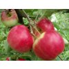 Jabloň 'Red Melba'