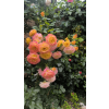 ddebbaf50945141e