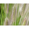 Dochan psárkovitý 'Gelbstiel' - Pennisetum alopecuroides 'Gelbstiel'