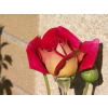 c8511c579583afb9