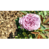 fe2d82ad957ea5a9