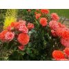 Růže 'Orangerie®' (Balení speciální balení)