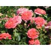 Růže 'Sommersonne®' (Balení prostokořenná sazenice)