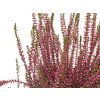 Calluna vulgaris Martina (3)