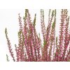 Calluna vulgaris Martina (4)
