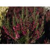 Calluna vulgaris Martina (2)
