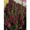 Calluna vulgaris Martina (3)