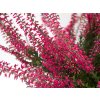 Calluna vulgaris Samantha (2)
