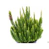 Calluna vulgaris Skyline Stockholm (3)